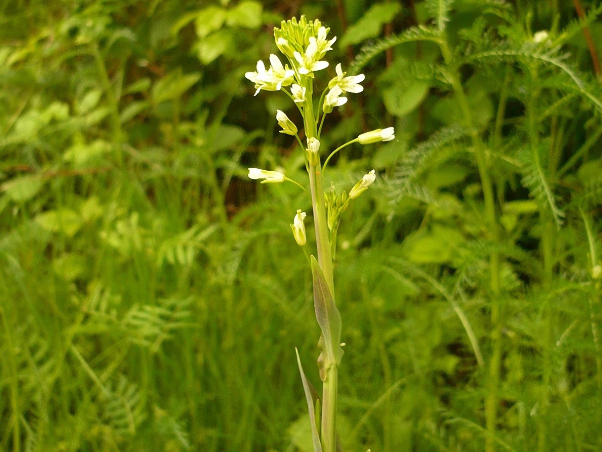 Turritis glabra (Brassicaceae)